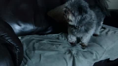 Snapshot of 66bear chatting on December 22, 11:00 am 66bear online show from December 22, 11:00 am