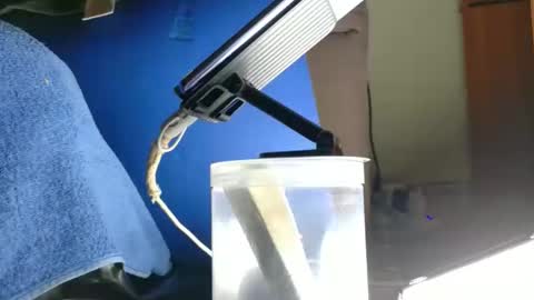 jackline online show from February 3, 8:40 am