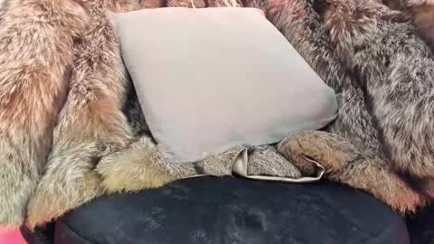 ALICE  online show from November 20, 4:33 am