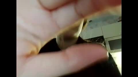 Charming Hamster  online show from November 30, 8:54 am