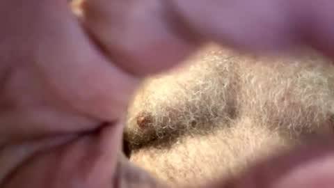 benz10001 online show from February 4, 12:53 pm