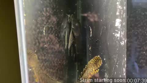 Booker Baxton online show from February 12, 4:01 am