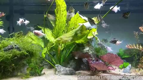 Booker Baxton online show from March 3, 3:57 am