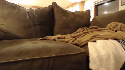 brandondot online show from February 3, 5:51 am