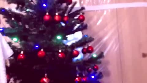 Cerise online show from December 15, 1:01 am