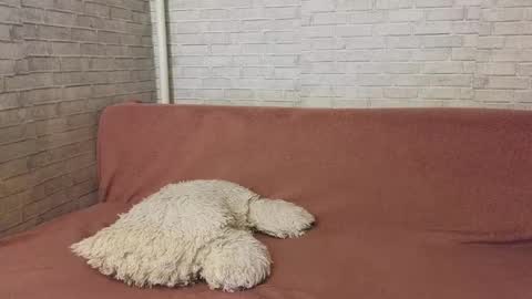 charm_eva online show from January 14, 12:46 pm