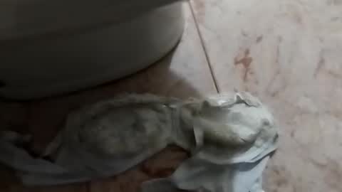 Snapshot of ciccilli chatting on October 5, 8:38 pm ciccilli online show from October 5, 8:38 pm