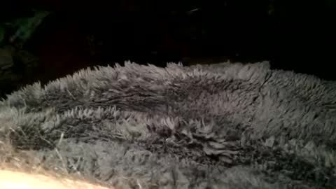 Steve online show from March 11, 7:36 pm