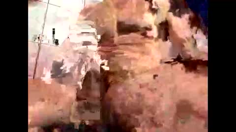 cvc2025 online show from October 1, 11:53 am