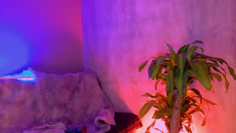 danita_veelz online show from June 5, 10:37 pm