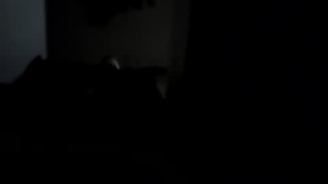 dthedog12 online show from October 5, 2:42 am