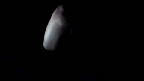 forestnymphpdx online show from October 24, 9:10 am