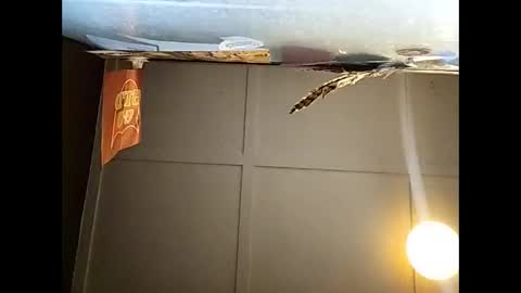 Warwick online show from November 23, 10:46 am