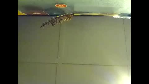 Warwick online show from November 1, 8:24 am