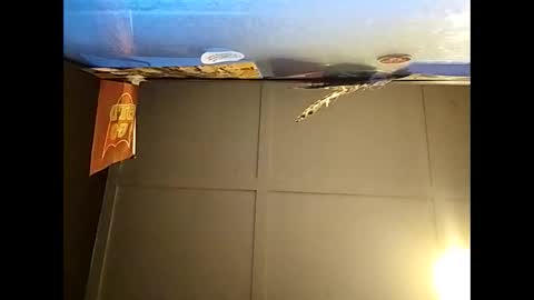 Warwick online show from November 27, 10:34 am