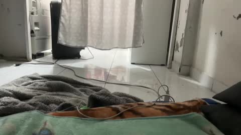 gab021593 online show from January 9, 3:50 pm