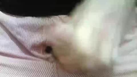 Snapshot of germandaddydick1 chatting on October 31, 8:42 pm germandaddydick1 online show from October 31, 8:42 pm