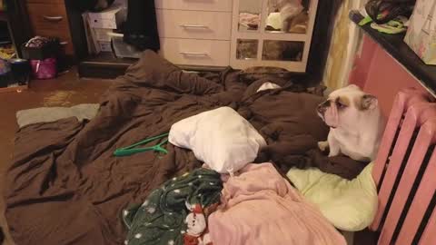 graylovescookies online show from December 29, 3:03 pm