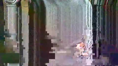 greyhounddog online show from November 27, 12:02 pm