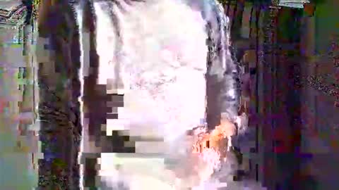 greyhounddog online show from April 16, 4:51 pm