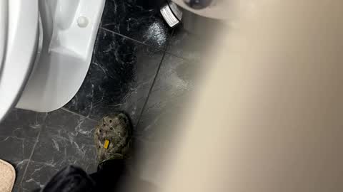 halebb online show from October 20, 1:10 am