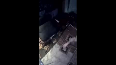 Ral online show from March 1, 11:58 am