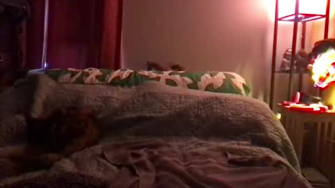 Kite Jackdaw Bi Trans Man online show from December 8, 9:52 pm