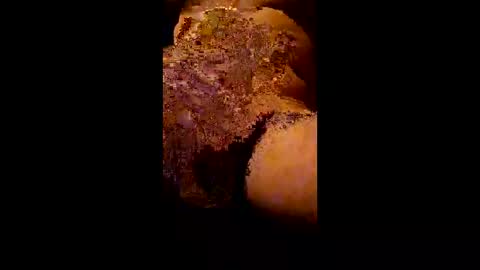 Kitkat loco online show from March 21, 1:55 am