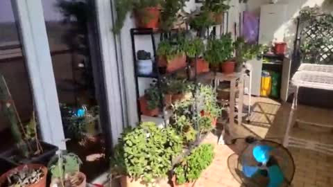 Rolito online show from August 6, 8:23 am