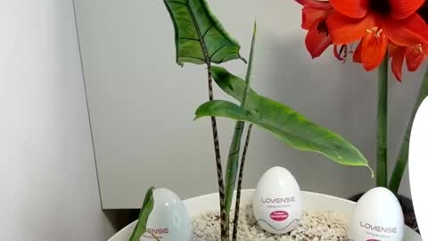 manup1977 online show from December 17, 3:02 am