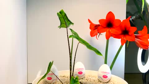 manup1977 online show from December 16, 12:51 am