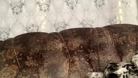 Giulia online show from January 19, 8:57 am