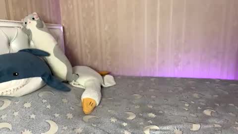 Mila online show from February 11, 8:29 am