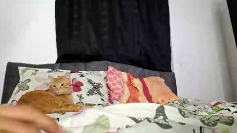 NATI  online show from November 30, 1:23 am