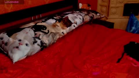 housewife Eva online show from January 30, 5:49 pm