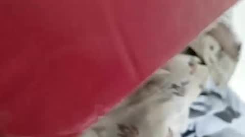 sim  nib online show from January 4, 5:16 am