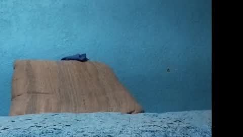 packo7777 online show from February 19, 8:13 am