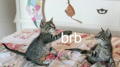 Kitty online show from June 10, 2:55 am