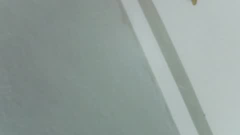 Rose online show from November 14, 8:27 am