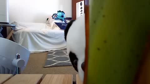 salis1981 online show from February 8, 6:11 pm