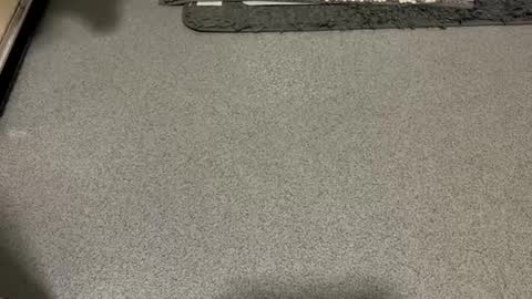 scottyc48 online show from December 1, 2:15 pm