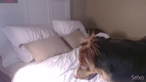 Sel online show from October 30, 1:55 pm