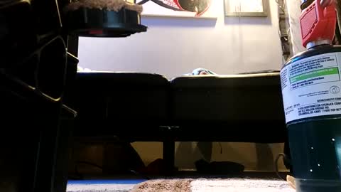 shagz2much online show from January 9, 7:21 am