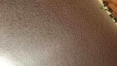 shaytin0 online show from December 20, 4:47 pm