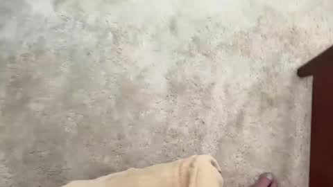 Spongers online show from April 14, 3:37 pm