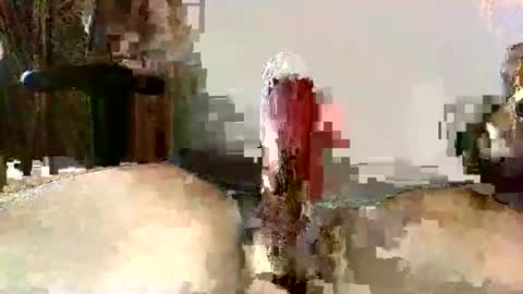 Someguy online show from November 23, 3:54 pm