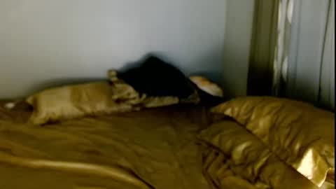 Lilly online show from March 5, 3:59 am