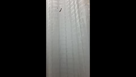 Matt online show from February 2, 7:10 pm