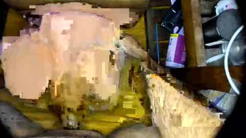 vegujo online show from February 7, 7:07 am