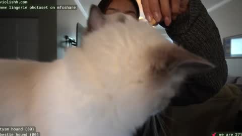 Snapshot of violishh chatting on February 18, 8:14 pm follow me on twitter violishh and ig violishh  online show from February 18, 8:14 pm